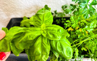 Basil in Spanish Food: Top Herbs Used in Spanish Cooking